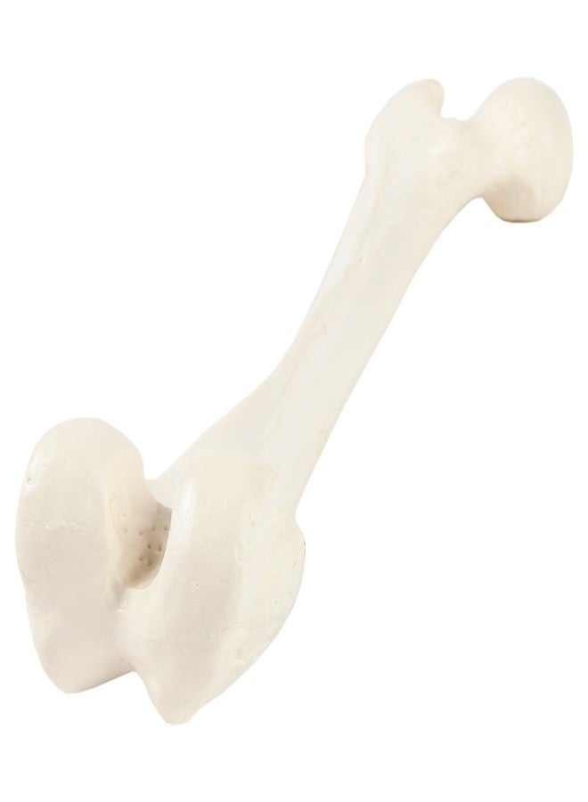Axis Scientific Femur Bone Model | Left | Cast from a Real Human Femur Bone l Upper Leg Bone Model Has Realistic Texture and Important Bony Landmarks | Includes Product Manual, Fibula Model - Image 3